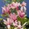 Magnólia Betty, výška 30/50 cm, v črepníku 3l Magnolia Betty