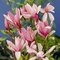 Magnólia Betty, výška 30/50 cm, v črepníku 3l Magnolia Betty