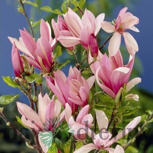 Magnólia Betty, výška 30/50 cm, v črepníku 3l Magnolia Betty