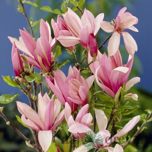 Magnólia Betty, výška 30/50 cm, v črepníku 3l Magnolia Betty