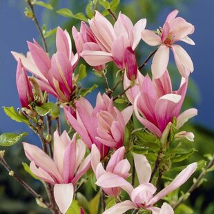 Magnólia Betty, výška 30/50 cm, v črepníku 3l Magnolia Betty