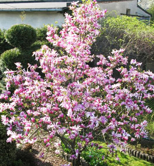 Magnólia Betty, výška 80/100 cm, v črepníku 5l Magnolia Betty