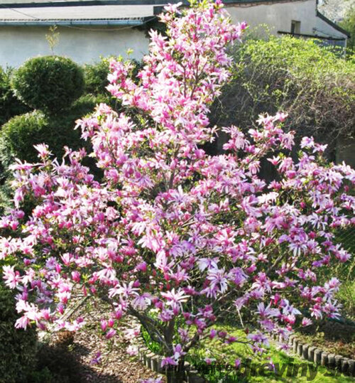 Magnólia Betty, výška 80/100 cm, v črepníku 5l Magnolia Betty