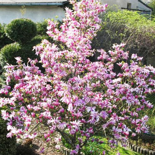 Magnólia Betty, výška 80/100 cm, v črepníku 5l Magnolia Betty