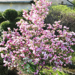 Magnólia Betty, výška 80/100 cm, v črepníku 5l Magnolia Betty