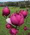 Magnólia Black Tulip 180/200 cm, v črepníku Magnolia Black Tulip