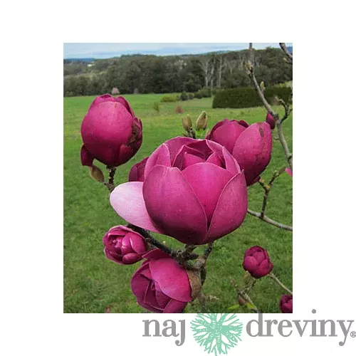 Magnólia Black Tulip 180/200 cm, v črepníku Magnolia Black Tulip