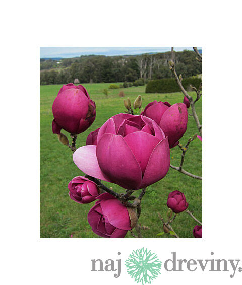 Magnólia Black Tulip, výška 80/100 cm, v črepníku Magnolia Black Tulip