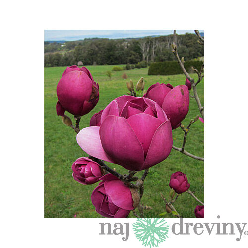 Magnólia Black Tulip, výška 80/100 cm, v črepníku Magnolia Black Tulip