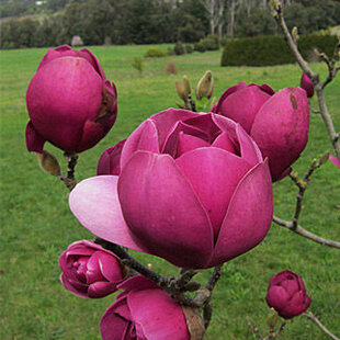 Magnólia Black Tulip, výška 80/100 cm, v črepníku Magnolia Black Tulip