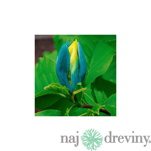Magnólia Blue Opal 200/220 cm, v črepníku Magnolia Blue Opal