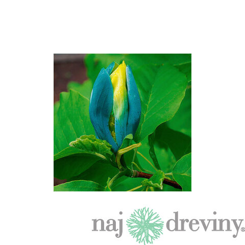 Magnólia Blue Opal 200/220 cm, v črepníku Magnolia Blue Opal