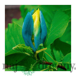 Magnólia Blue Opal 200/220 cm, v črepníku Magnolia Blue Opal