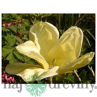 Magnólia Elizabeth, výška 80/100 cm, v črepníku 5l Magnolia Elizabeth