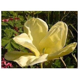 Magnólia Elizabeth, výška 80/100 cm, v črepníku 5l Magnolia Elizabeth