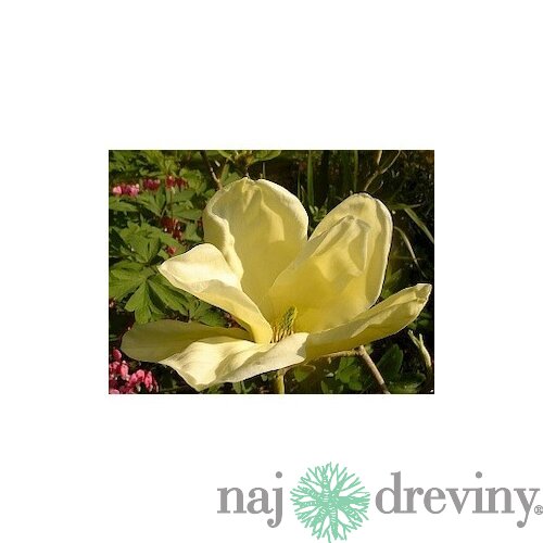 Magnólia Elizabeth, výška 80/100 cm, v črepníku 5l Magnolia Elizabeth