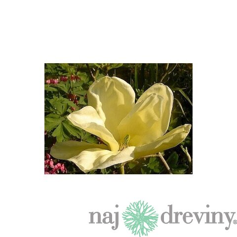 Magnólia Elizabeth, výška 80/100 cm, v črepníku 5l Magnolia Elizabeth