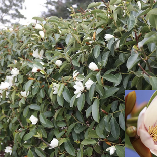 Magnólia Fairy biela Luxusný voňavý neopadaný živý plot 80/100 cm, (neopadavý druh), v črepníku Magnolia Fairy