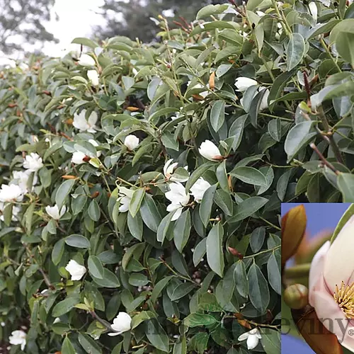Magnólia Fairy biela Luxusný voňavý neopadaný živý plot 80/100 cm, (neopadavý druh), v črepníku Magnolia Fairy