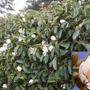Magnólia Fairy biela Luxusný voňavý neopadaný živý plot 80/100 cm, (neopadavý druh), v črepníku Magnolia Fairy