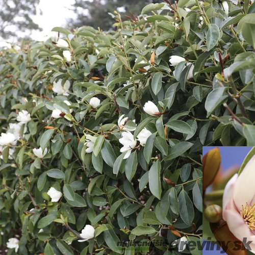 Magnólia Fairy biela Luxusný voňavý neopadaný živý plot 80/100 cm, (neopadavý druh), v črepníku Magnolia Fairy