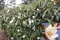Magnólia Fairy biela Luxusný voňavý neopadaný živý plot 80/100 cm, (neopadavý druh), v črepníku Magnolia Fairy