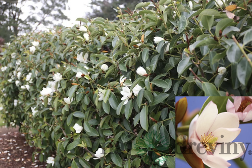 Magnólia Fairy biela Luxusný voňavý neopadaný živý plot 80/100 cm, (neopadavý druh), v črepníku Magnolia Fairy