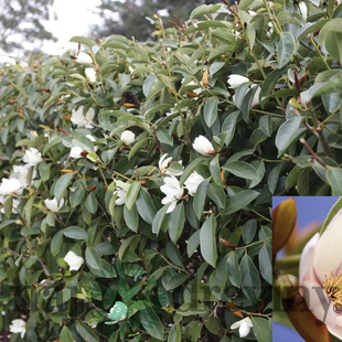 Magnólia Fairy biela Luxusný voňavý neopadaný živý plot 80/100 cm, (neopadavý druh), v črepníku Magnolia Fairy