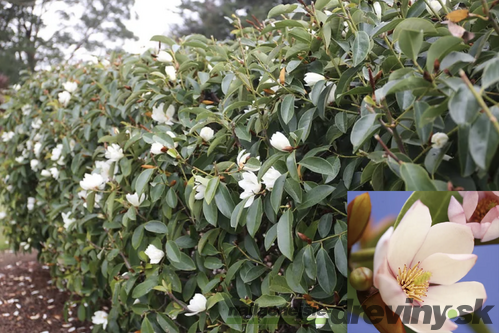 Magnólia Fairy biela Luxusný voňavý neopadaný živý plot 80/100 cm, (neopadavý druh), v črepníku Magnolia Fairy