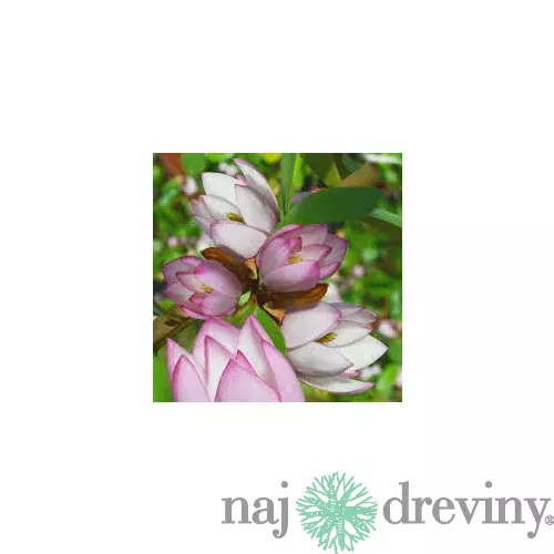 Magnólia ‘Fairy Blush‘, výška 40/60 cm, v črepníku 3l Magnolia ‘Fairy Blush‘