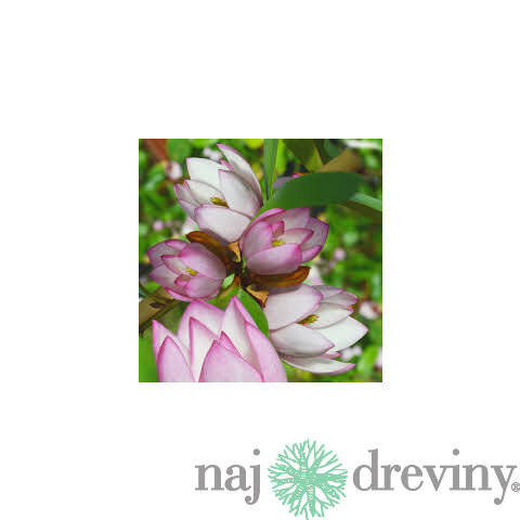 Magnólia ‘Fairy Blush‘, výška 40/60 cm, v črepníku 3l Magnolia ‘Fairy Blush‘