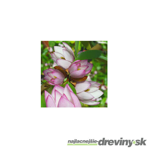 Magnólia ‘Fairy Blush‘, výška 40/60 cm, v črepníku 3l Magnolia ‘Fairy Blush‘