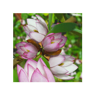 Magnólia ‘Fairy Blush‘, výška 40/60 cm, v črepníku 3l Magnolia ‘Fairy Blush‘