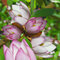 Magnólia ‘Fairy Blush‘, výška 40/60 cm, v črepníku 3l Magnolia ‘Fairy Blush‘