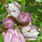 Magnólia ‘Fairy Blush‘, výška 40/60 cm, v črepníku 3l Magnolia ‘Fairy Blush‘