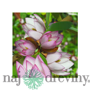 Magnólia ‘Fairy Blush‘, výška 40/60 cm, v črepníku 3l Magnolia ‘Fairy Blush‘