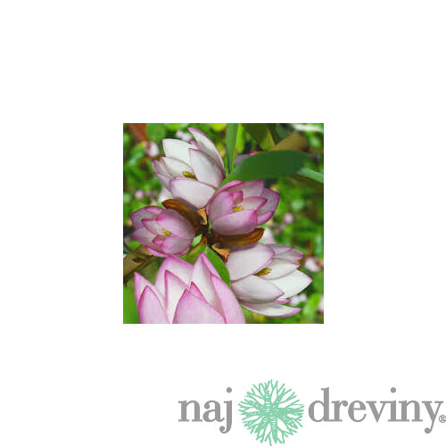 Magnólia ‘Fairy Blush‘, výška 40/60 cm, v črepníku 3l Magnolia ‘Fairy Blush‘