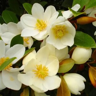 Magnólia fairy ‘Honey Velvet‘, výška 40/60 cm, v črepníku 3l Magnolia fairy ‘Honey Velvet‘