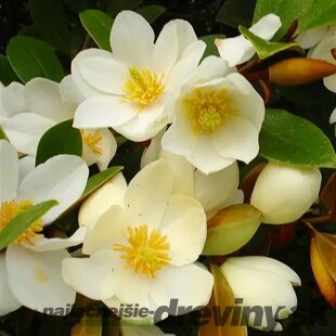 Magnólia fairy ‘Honey Velvet‘, výška 40/60 cm, v črepníku 3l Magnolia fairy ‘Honey Velvet‘