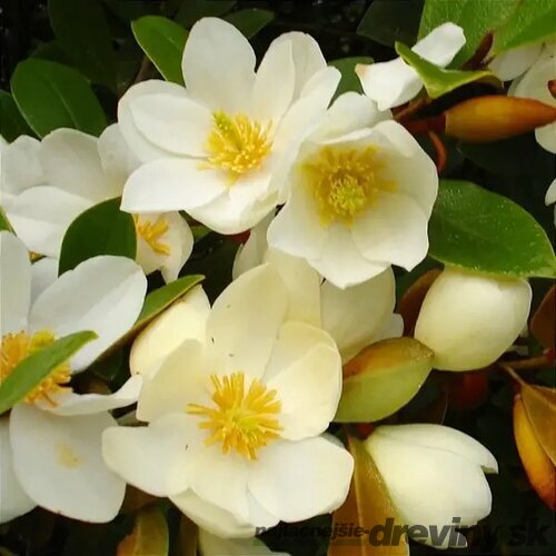 Magnólia fairy ‘Honey Velvet‘, výška 40/60 cm, v črepníku 3l Magnolia fairy ‘Honey Velvet‘