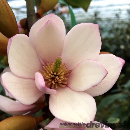 Magnólia Fairy ružová, výška 60/80 cm, (neopadavý druh), v črepníku Magnolia Fairy