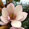 Magnólia Fairy ružová, výška 60/80 cm, (neopadavý druh), v črepníku Magnolia Fairy