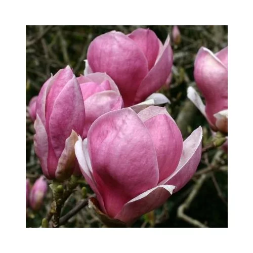 Magnólia Galaxy 200/230 cm, v črepníku Magnolia Galaxy