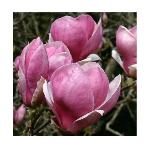 Magnólia Galaxy 200/230 cm, v črepníku Magnolia Galaxy
