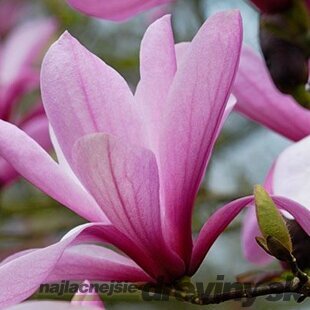 Magnólia Galaxy 80/100 cm, v črepníku Magnolia Galaxy
