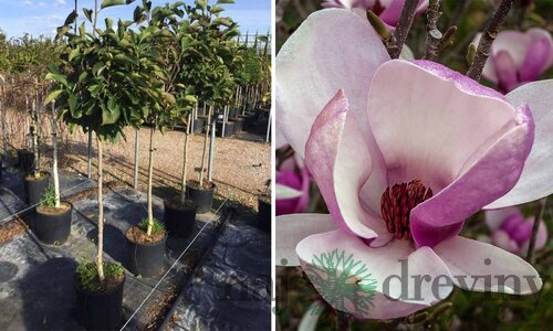 Magnólia Galaxy, na kmienku 90 cm, v črepníku 7,5l Magnolia Galaxy