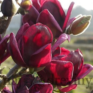 Magnólia Genie (kvitne 2 x ročne) 50/70 cm, v črepníku Magnolia Genie