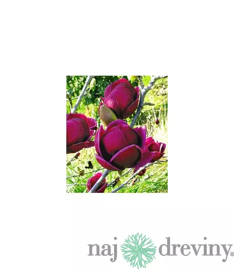 Magnólia Genie (kvitne 2 x ročne) 80/100 cm, v črepníku Magnolia Genie