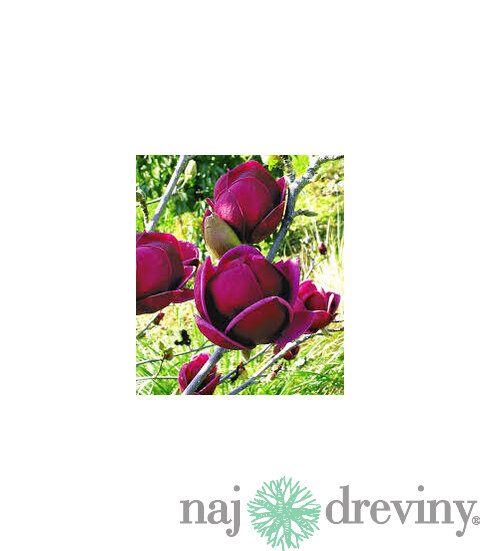 Magnólia Genie (kvitne 2 x ročne) 80/100 cm, v črepníku Magnolia Genie