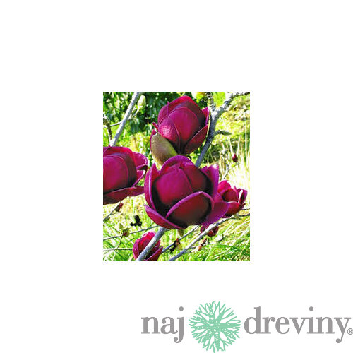 Magnólia Genie (kvitne 2 x ročne) 80/100 cm, v črepníku Magnolia Genie